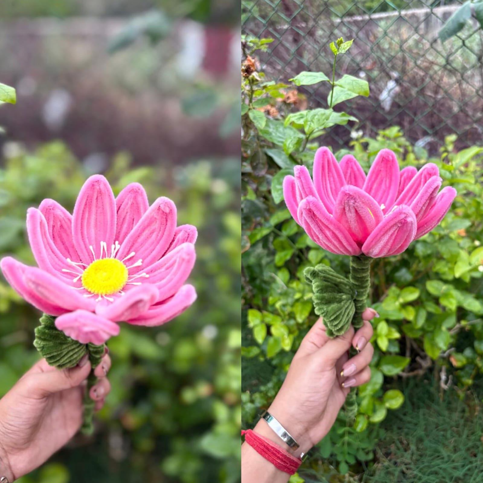 Beautiful  Lotus