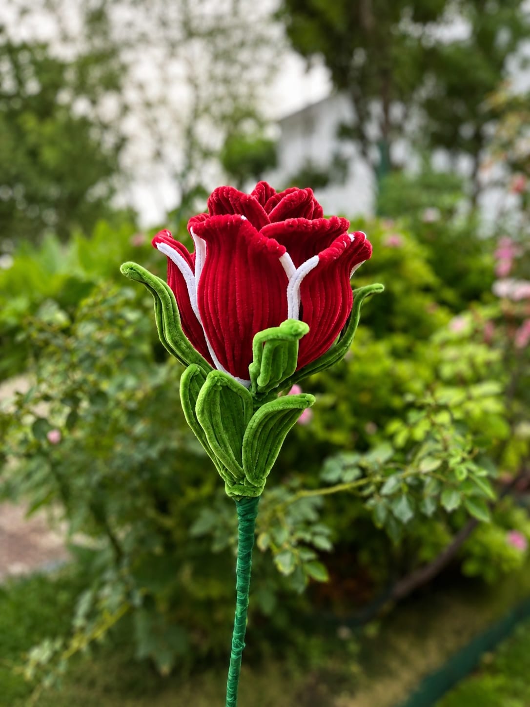 Giant Rose